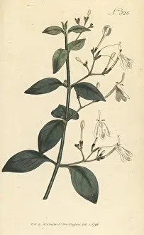 Herbalism: Snake jasmine, Rhinacanthus nasutus