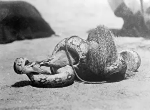 Mongoose: SNAKE KILLING A MONGOOSE