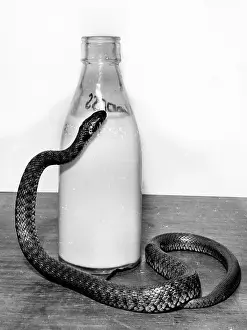 Pint: Snake with a milk bottle
