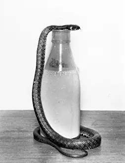 Pint: Snake with a milk bottle