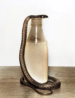 Snakes: Snake with a milk bottle