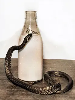 Snakes: Snake with a milk bottle