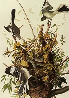 Jessamine: Snake and Mockingbirds