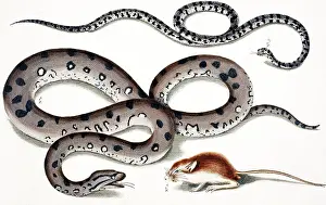 Curl: Snake and rodent by Albertus Seba