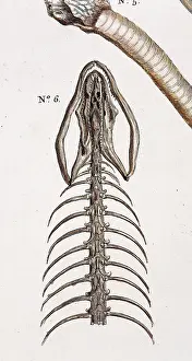 Herpetology: Snake skeleton by Albertus Seba