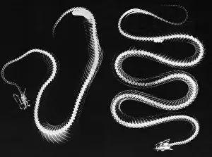 X Ray: Snake skeletons