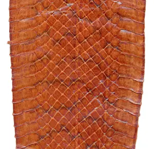 Ophidia: Snake skin