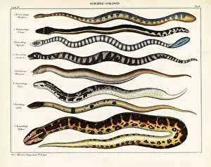 Coronata: Snake species