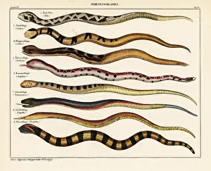 Copperhead: Snake species