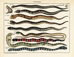 Allgemeine: Snake species