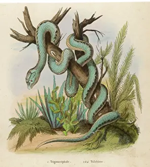 Ceylonese: Snake - Trimeresurus trigonocephalus