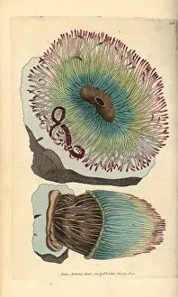 Sulcata: Snakelocks anemone, Anemonia sulcata