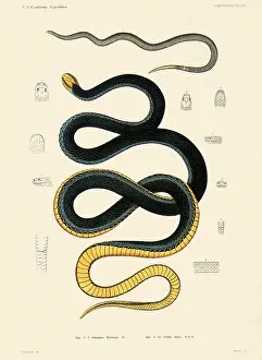 Reptilia: Snakes
