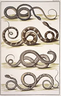 Albertus: Snakes by Albertus Seba