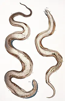Curl: Snakes by Albertus Seba