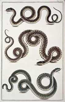 Curl: Snakes by Albertus Seba