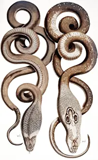 Curl: Snakes by Albertus Seba