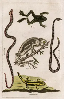 Buffon: Snakes, A Chameleon, a frog and a salamander