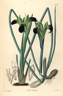 Subsp: Snake's head iris, Hermodactylus tuberosus