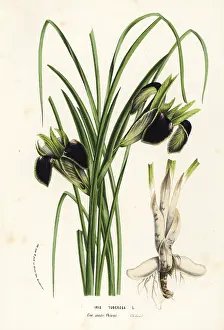 Tuberosa: Snake's-head or widow iris, Iris tuberosa