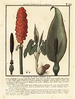 Colour Printing: Snakeshead, Arum maculatum