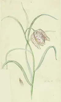 Fritillary: Snakeshead Fritillary