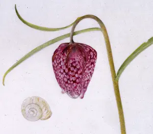 Meleagris: Snakeshead fritillary and snail