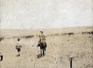Snaking: Snaking in a calf. A Texas cowboy on horseback ?