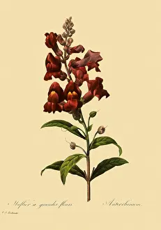 Majus: Snapdragon