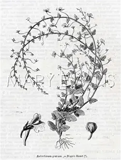 Snapdragon: SNAPDRAGON