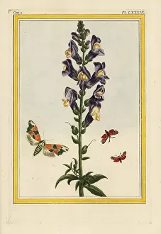 Majus: Snapdragon, Antirrhinum majus