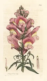Majus: Snapdragon, Antirrhinum majus