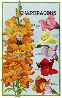 Packets: Snapdragons