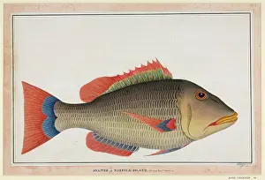 Raper: Snapper fish
