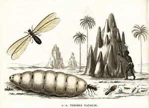 Fatalis: Snapping termite, Termes fatalis