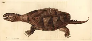Naturalists: Snapping turtle, Chelydra serpentina