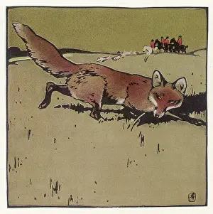 Foes: Sneaky Fox Hiding from Hunting Group