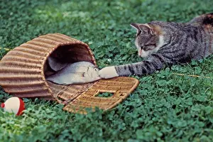 Creel: Sneaky Tabby Cat Trying to Pilfer Caught Fish