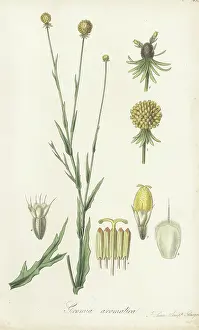William Blackwood: Sneezeweed, Helenium aromaticum