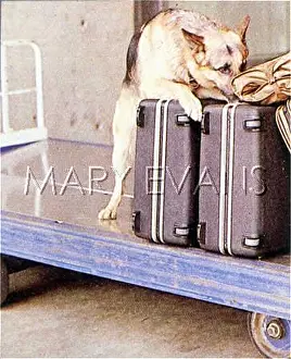 Sniffer: SNIFFER DOG AND LUGGAGE