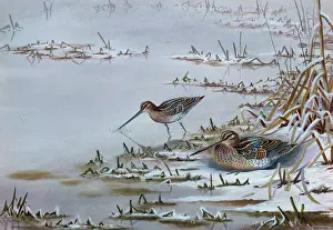 Baxendale: Snipe ' two birds at the waters edge