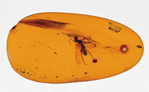 Brachycerous: Snipe fly in amber