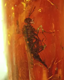 Brachycerous: Snipe fly in Baltic amber