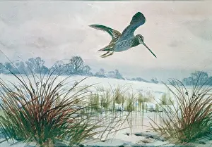 Marshland: Snipe flying over snowy marshland