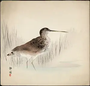 Snipe: Snipe - Japanese print