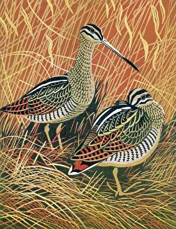 Nov16: Snipe by Robert Gillmor