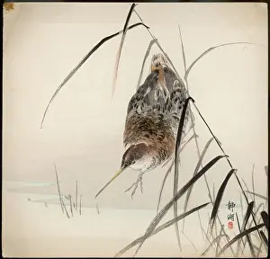 Snipe: Snipe by the waters edge