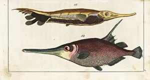 Scolopax: Snipefish and grooved razorfish