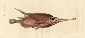 Scaly: Snipefish, Macroramphosus scolopax