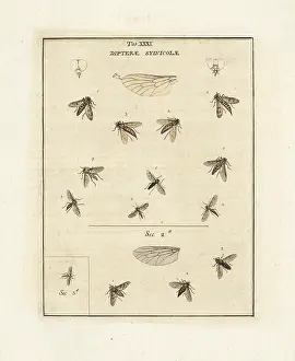 Dragonflies: Snipefly, black snipefly, small fleck-winged snipefly, etc